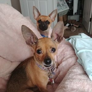 Meet your Posher, Krista